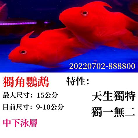 招財魚水族 清明祭祖